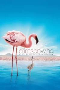 the crimson wing mystery of the flamingos 2008